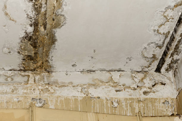 Best Mold-Related Health Consultation  in Oceanside, CA
