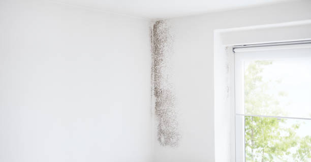 Best Industrial Mold Remediation  in Oceanside, CA