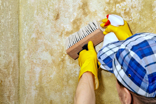 Mold Documentation for Insurance Claims in Oceanside, CA